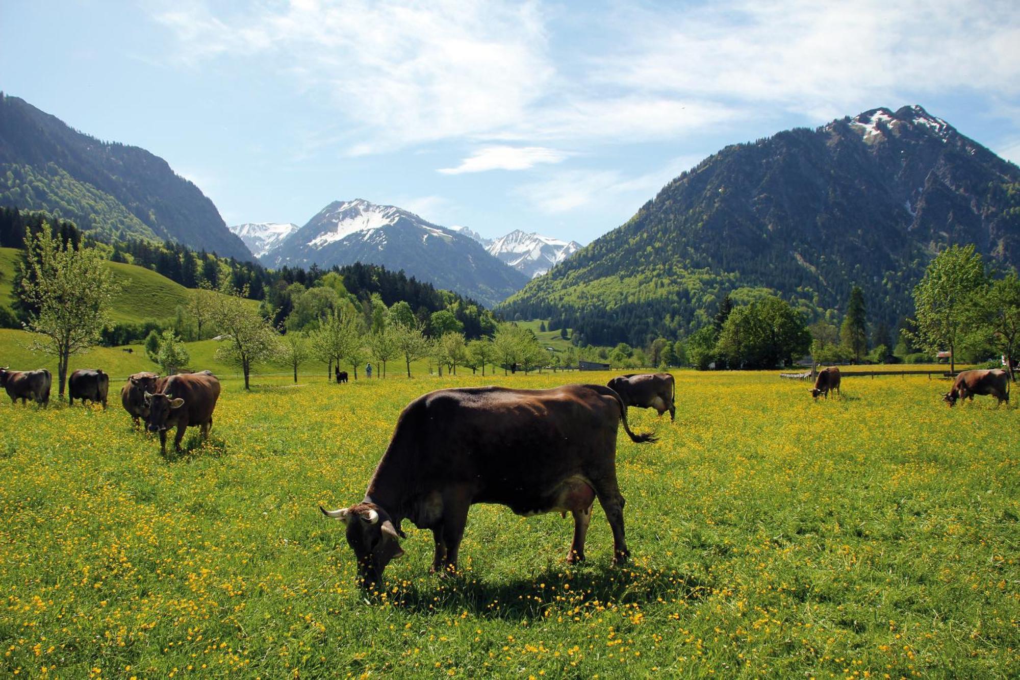 Landhaus Berktold โอเบอร์สทดอร์ฟ ห้อง รูปภาพ